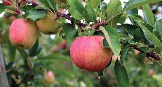 Michigan is the nation's third-largest grower of apples.