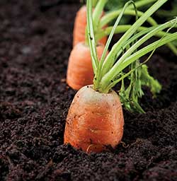 Soil quality is critical in the ability to grow and sustain diverse plant foods.