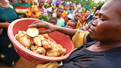 Biofortification is used to produce orange-fleshed sweet potatoes that are rich in provitamin A.