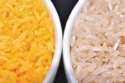 Golden rice is genetically engineered to contain beta-carotene in the edible grain.