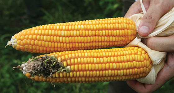 Genetically modified corn like the top ear reduces damage from insects.