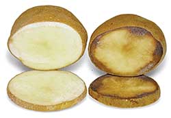 The genetically engineered Innate™ potato