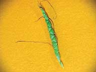 An ear of wild corn (teosinte)