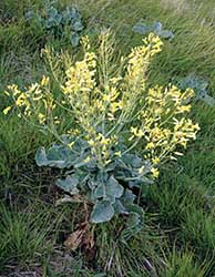 Wild cabbage