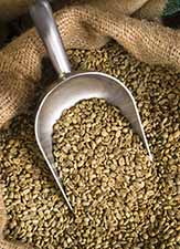 Raw Coffee Seeds