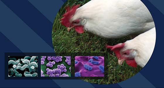 HACCP for the Poultry Industry