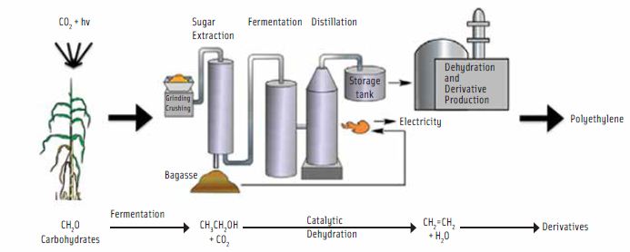 Figure 2. Schematic flow diagram of the production of biopolyethylene from sugarcane via fermentation into ethanol and subsequent dehydration into ethylene.