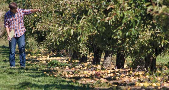 Rotting pears around the base of trees