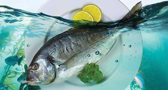 Plated fish underwater