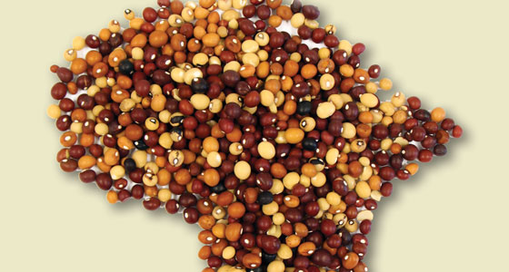 Bambara groundnut