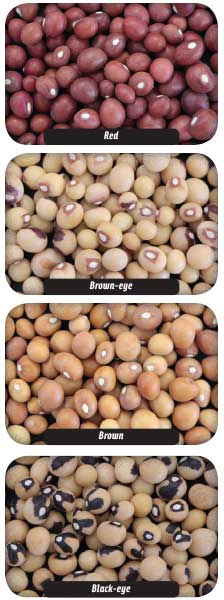 Figure 1. Bambara groundnut varieties