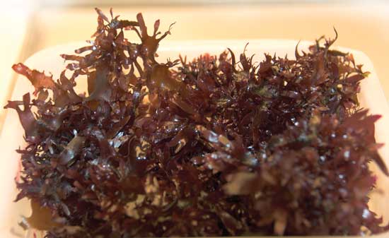 A strain of dulse