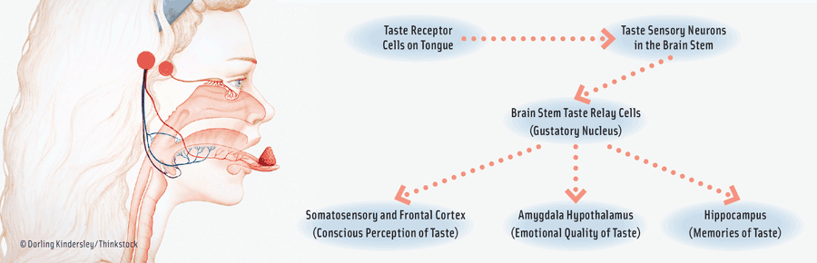 Figure 1. Central Taste Pathways. This diagram shows the pathways taste messages travel from the taste buds in the tongue, through the brain stem, and into higher regions of the brain, where the messages are processed.  Diagram courtesy of Eric Chudler, Washington State University