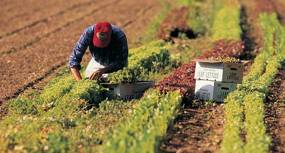 Man harvesting lettuce