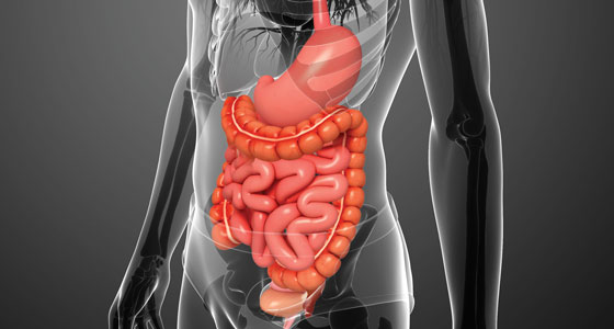 Gastrointestinal tract