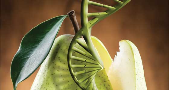 Pear and DNA