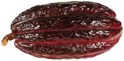 Cocoa variety CCN-51