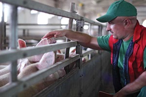 Farmers caring for livestock. 