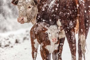 Dairy cattle outdoors