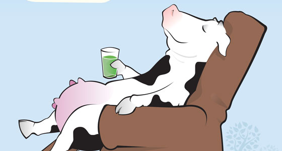Cow relaxing with a green smoothie.
