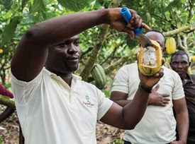 Technical officer from Nyonkopa shows farmers how to harvest the cocoa beans.