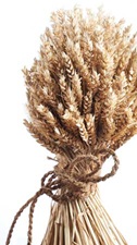 Wheat
