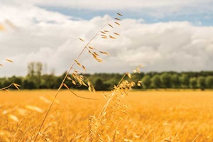 Golden Rice