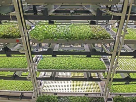Bowery indoor vertical farming operation