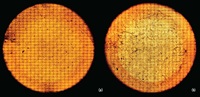 Figure 3. Visible image survey of water sample filtered onto a gold-coated polycarbonate filter: bottled water (a) and tap water (b).