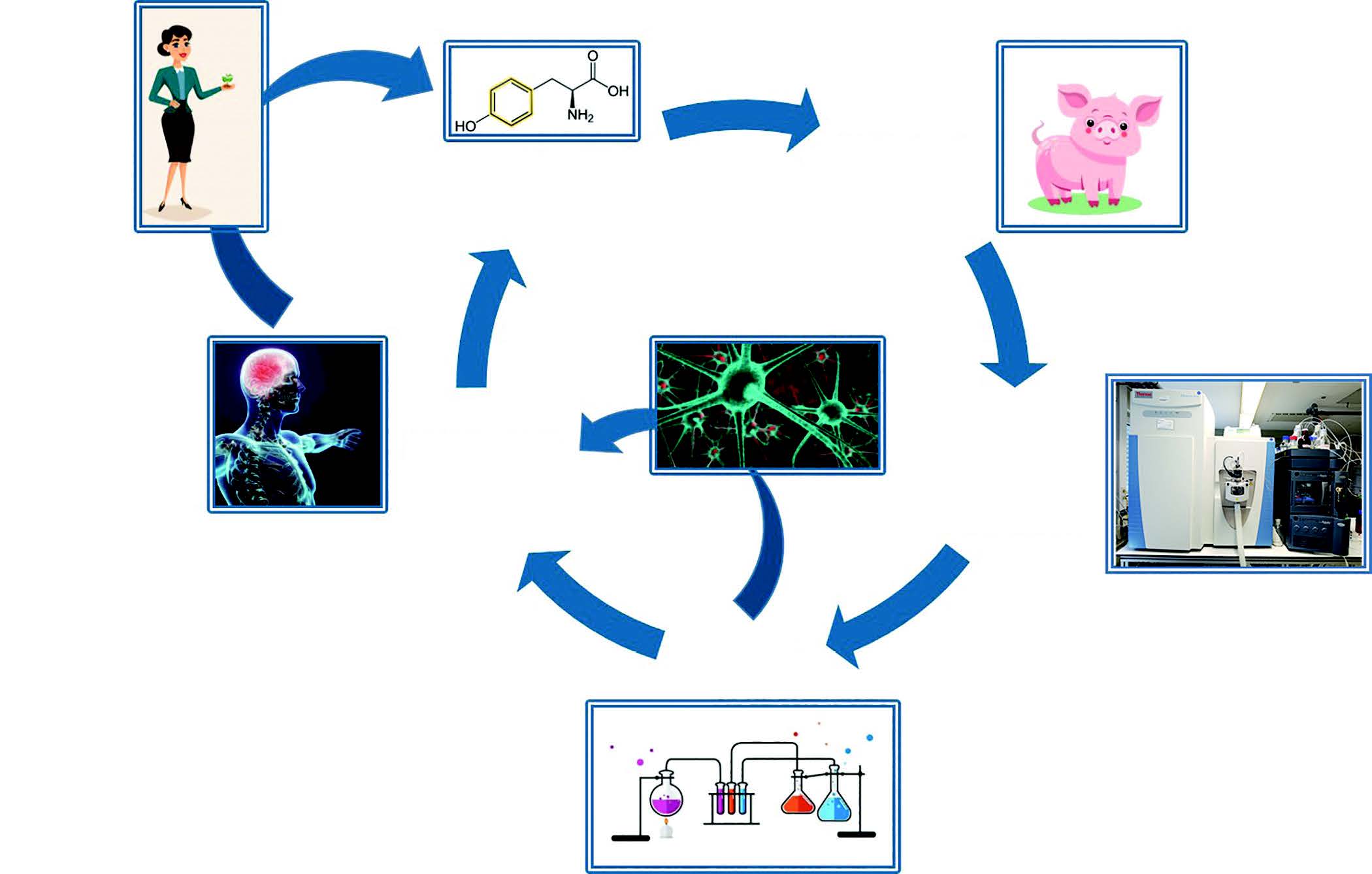 Food Technology Flow Chart