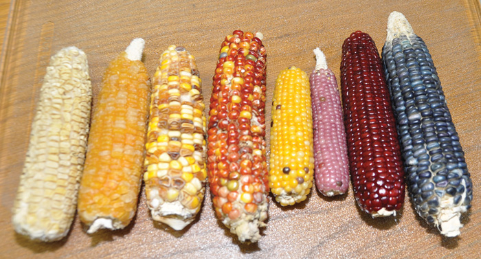 Academic Corn Cobs (colors)