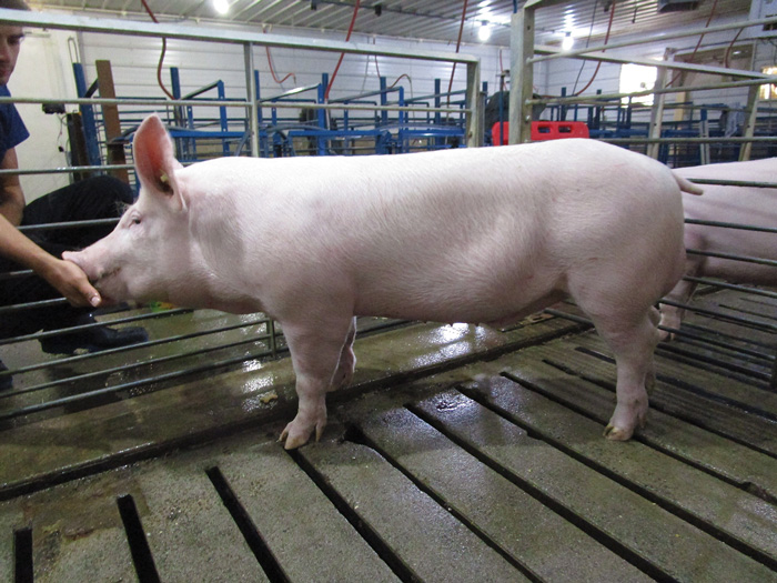 CRISPR technology Genus Pig
