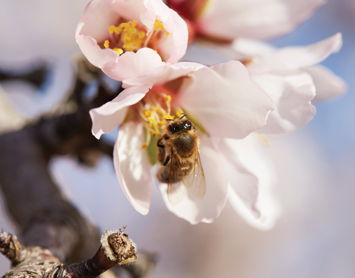 Bee in Almond Blossom flower