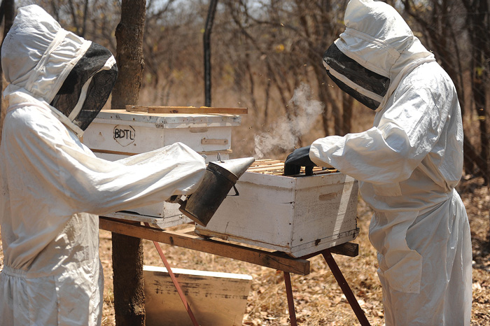 Beekeepers and honey