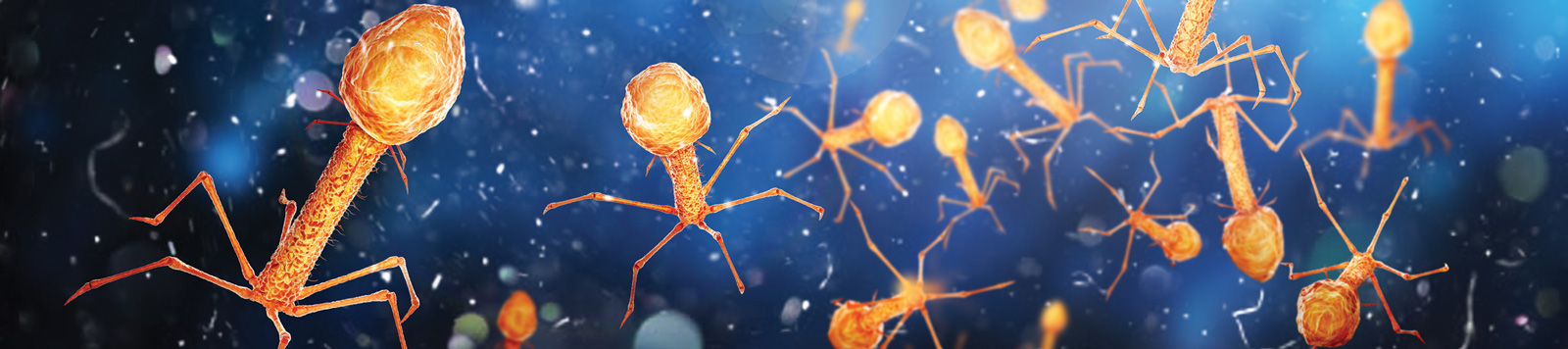 bacterio phages