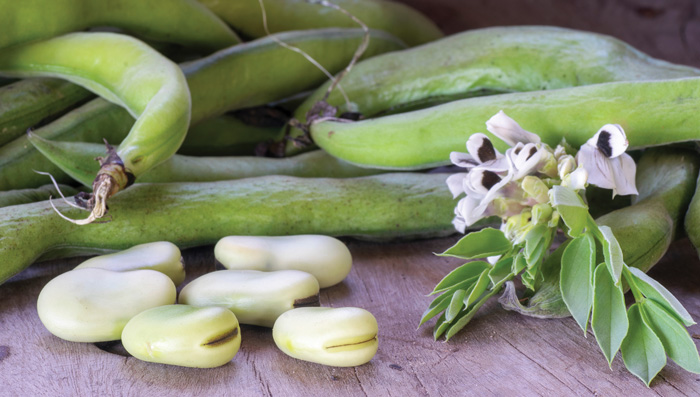 Faba beans have emerged as a highly sustainable source of high-quality plant protein. 