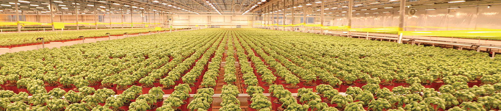 LED lighting supports indoor cultivation of basil and tomato plants