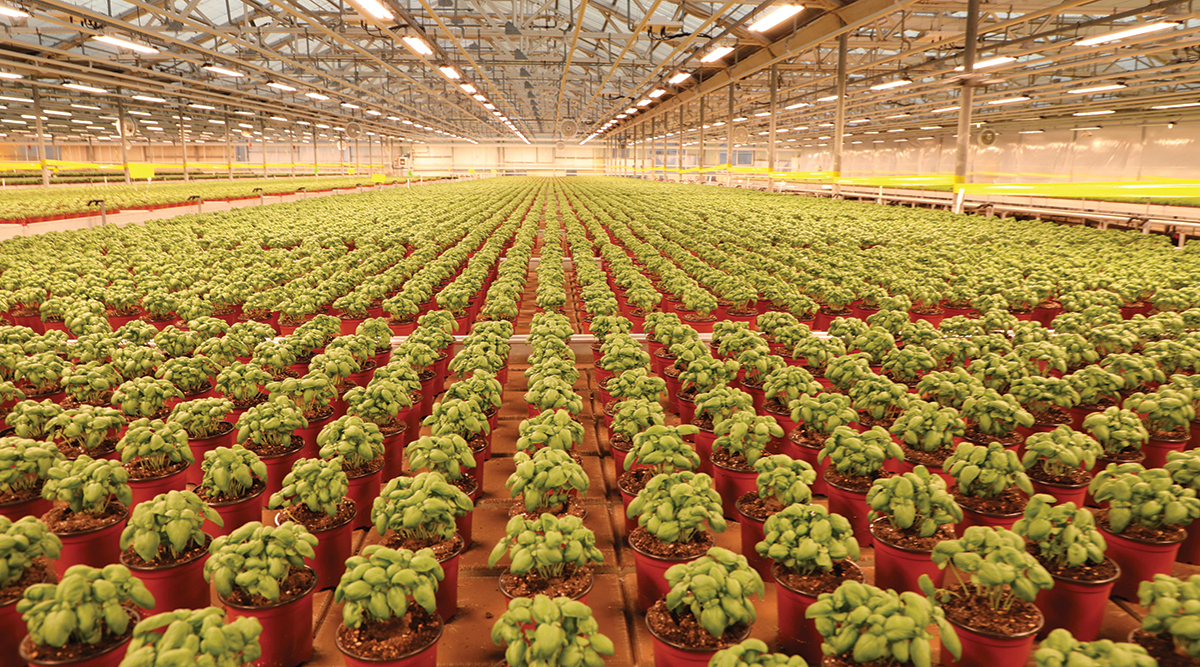 LED lighting supports indoor cultivation of tomato and basil plants. Photo courtesy of Pangea