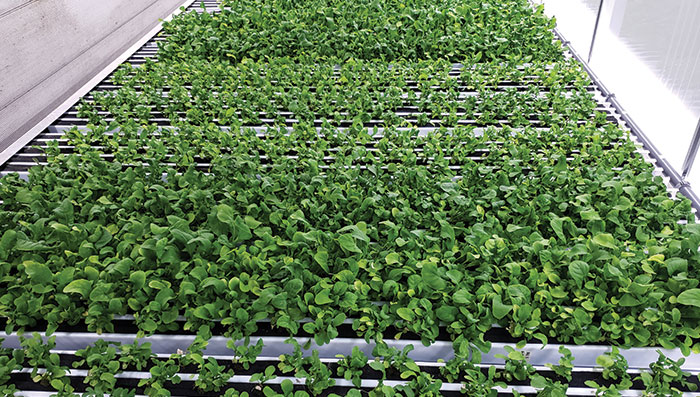 Vertical channels in a Freight Farms’ container farm deliver water and nutrients to crops