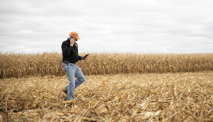 Farmer Phoning in and checking data in a Corn Field