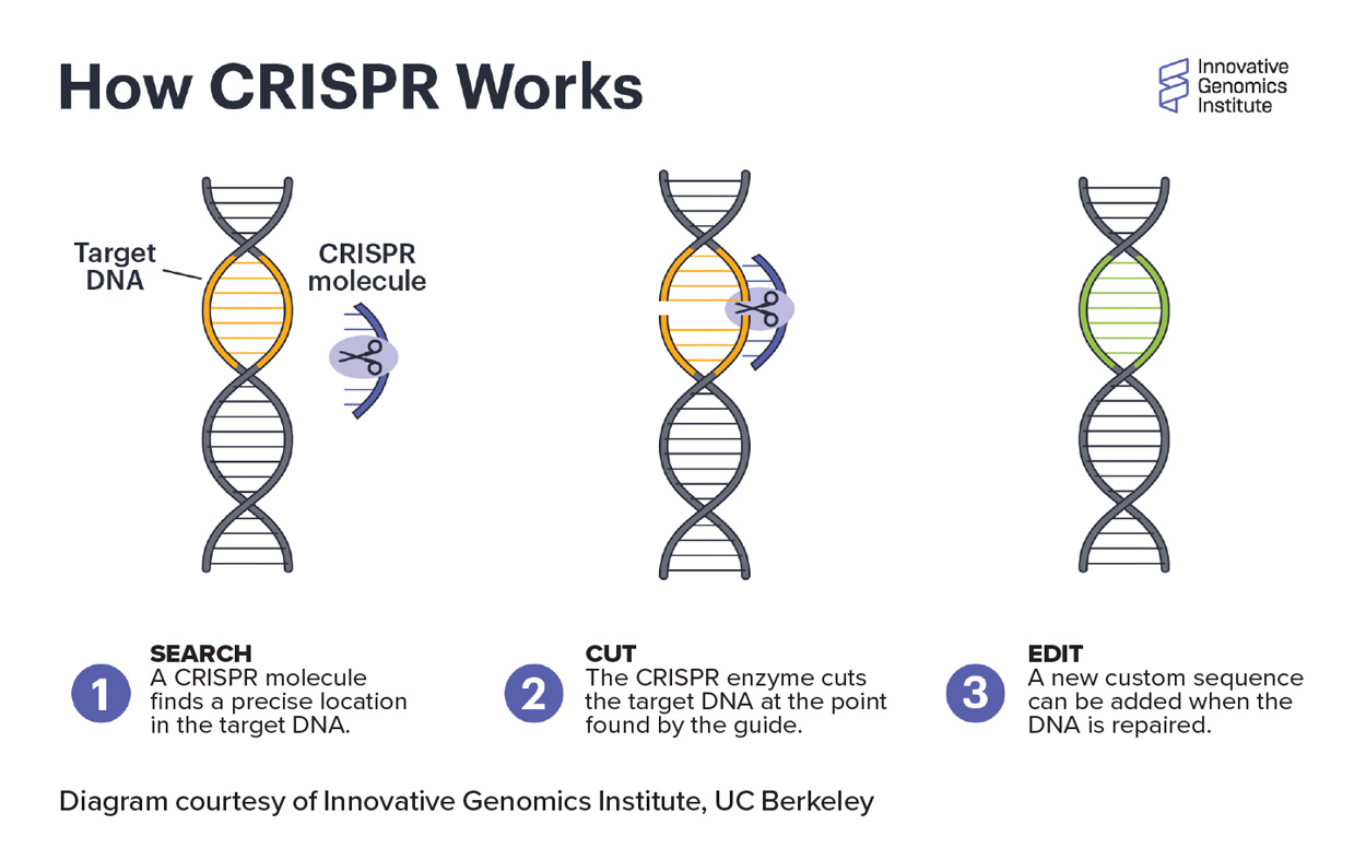 How CRISPR Works Diagram