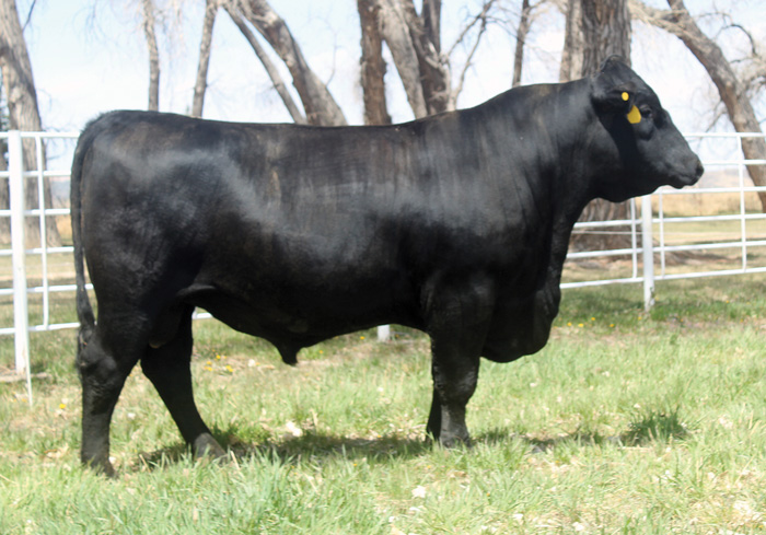 Acceligen. cattle breed to tolerate heat better than conventionally bred cattle