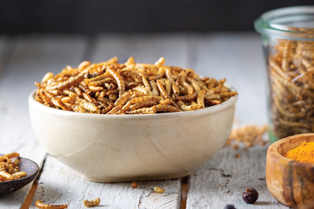 MealWorms