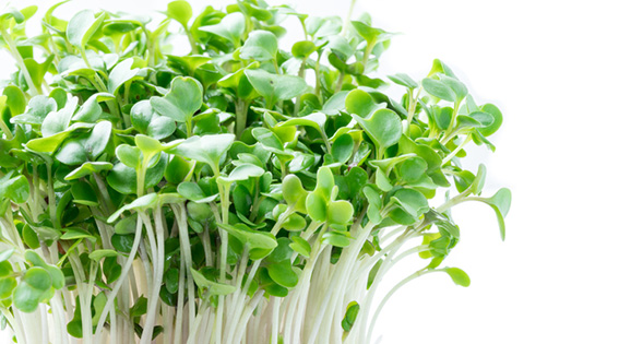 Can Broccoli Sprout Compound Help Treat Schizophrenia Ift Org