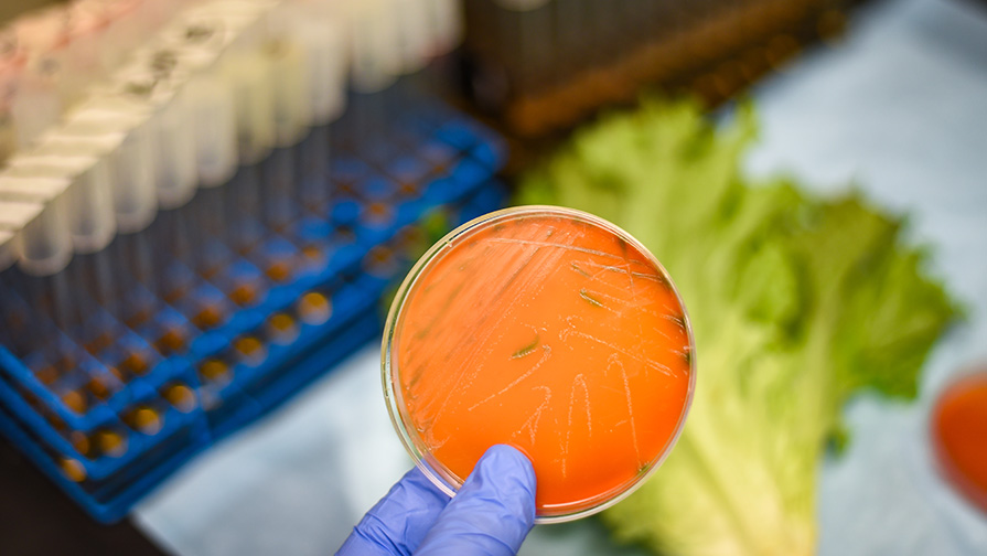 Omnivore EP 14 scientist holding a petri dish