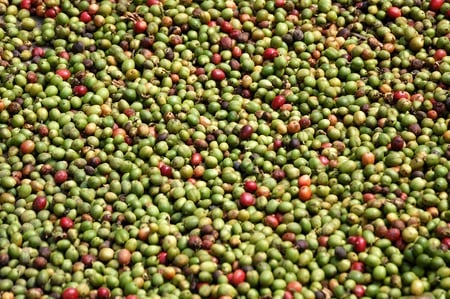 Drying Cherries