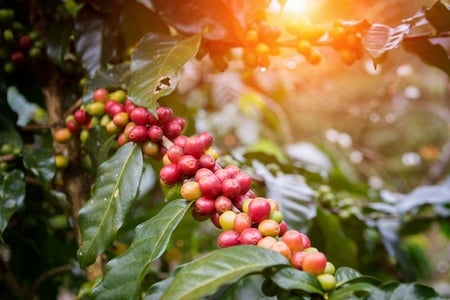 Berries on a vine