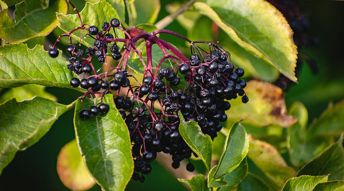 elderberry plant high in antioxidants