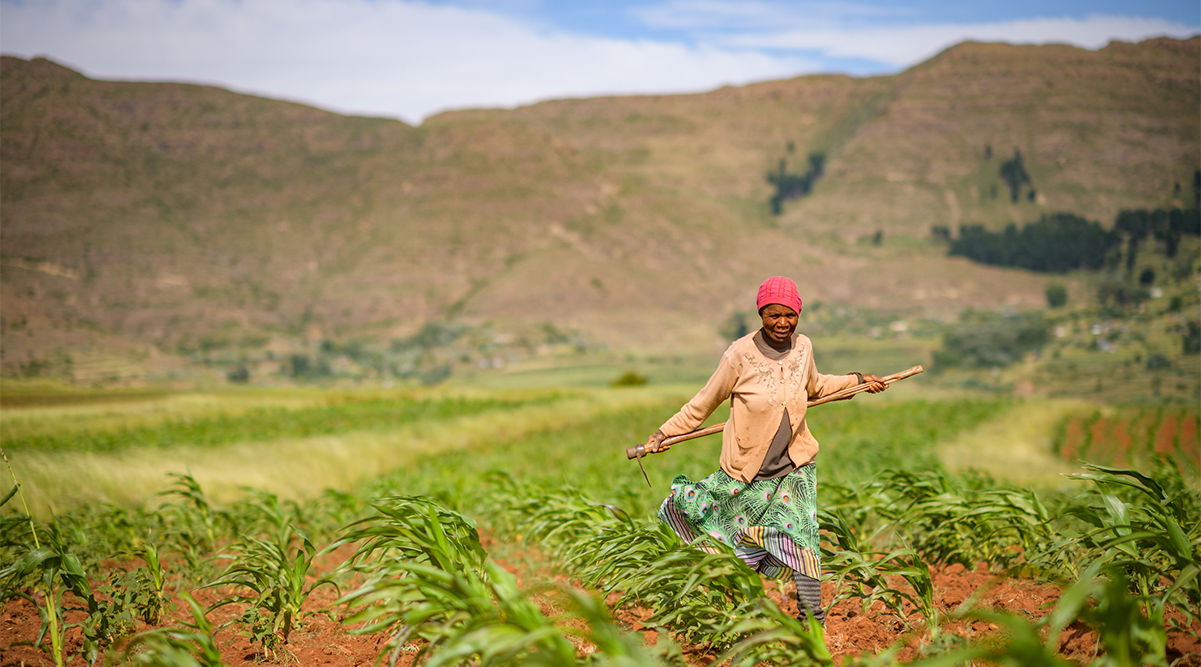 A woman tends her crops in Africa