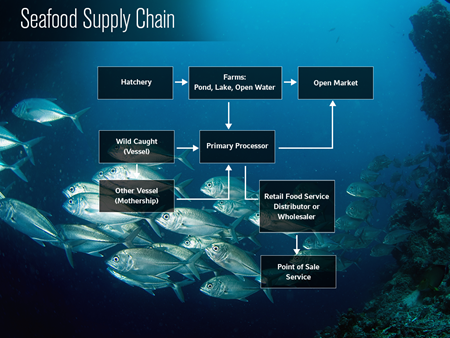 Seafood Supply Chain